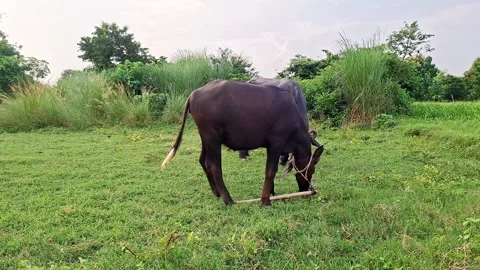 Black Buffalo Foraging In Rural Meadow Horizon Stock Footage 346534264