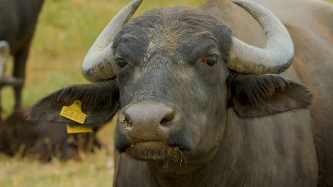 Black buffalo portrait Stock Footage 116476293