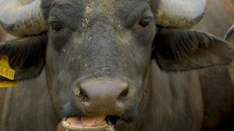 Black buffalo portrait Stock Footage 116476352