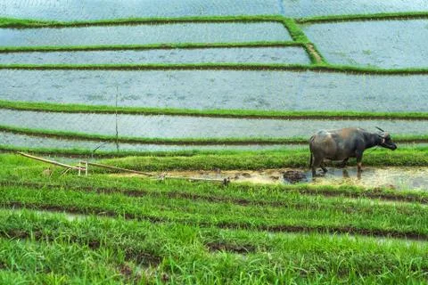 Black buffalo resting after work on rice plantation. Ecological harvesting in Foto stock