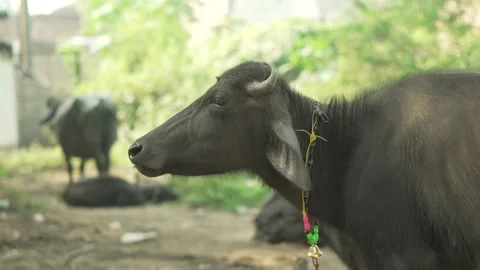 Black Buffalo Resting Peacefully in Farmyard Stock Footage 320362948