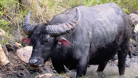 A black buffalo standing in a mud in Komodo National Park, Indonesia Stock Footage 97259582