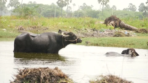 Black buffalo standing in a shallow river smaller one inside Stock Footage 225686683
