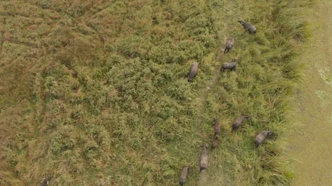 Black Buffalo in the Swamp Stock Footage 95780264