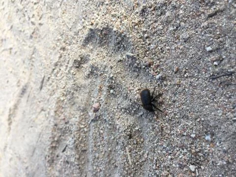 Black Bug 1 Stock Photos