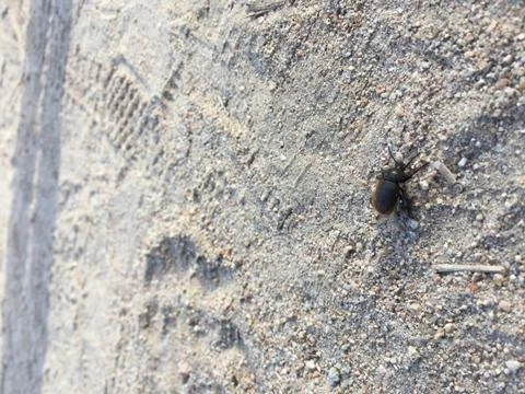 Black Bug 3 Stock Photos