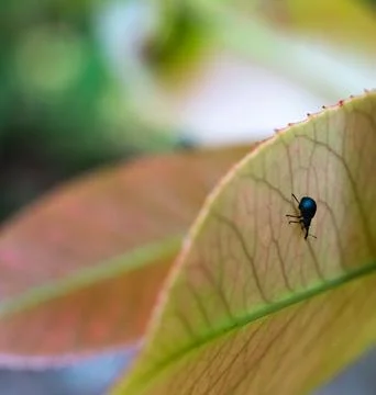 Black bug alone on a large green leaf Stock Photos