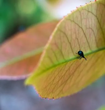 Black bug alone on a large green leaf Stock Photos