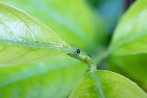Black bug alone on a large green leaf Stock Photos