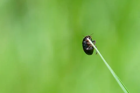 Black bug climbing a grass leaf on a green grassy background Stock Photos