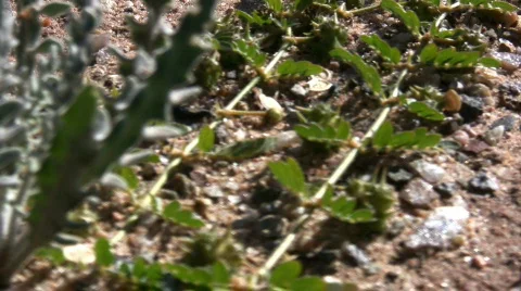 Black Bug Crawling in Weeds Stock Footage 74358