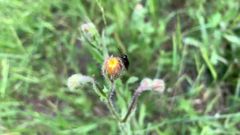 Black bug on a flower bud among green grass in the field Stock Footage 149053871