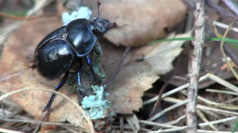 Black bug. Stock Footage 42732320