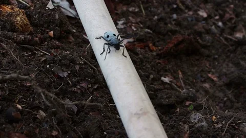 Black bug Stock Footage