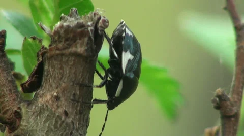 Black Bug insect macro Stock Footage 38783923