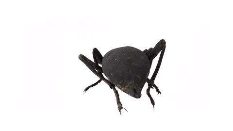 Black Bug isolated rotating in loop on white background Stock Footage 268659817
