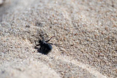 Black bug laying on back on sand macro Foto stock
