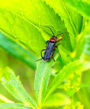 Black bug on a leaf in summer time Stock Photos