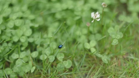 Black bug moving on green grass blade among clover trefoil cloverleaf leaves Stock Footage 229660780