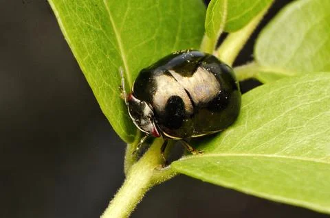 Black bug Stock Photos