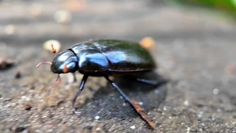 Black bug with red eyes is on the ground Stock Footage 330760107