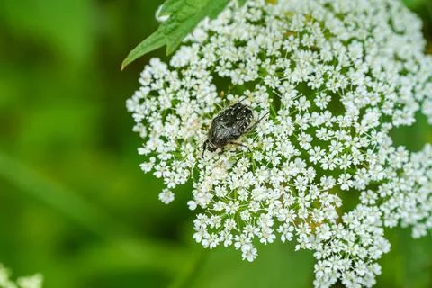 A black bug is resting on a small white flower in the grassy field Stock Photos