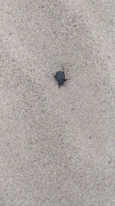 Black bug running on the sand Vídeo Stock 140885842