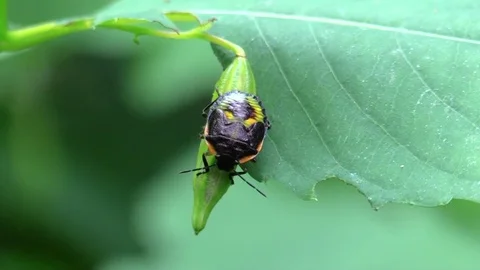 Black bug on seed pod forest Stock Footage 79008212