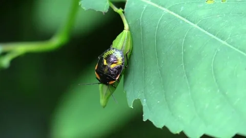 Black bug on seed pod in forest Video stock 79008554