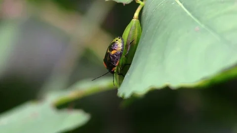 Black bug on seed pod side view forest Stock Footage 79008512