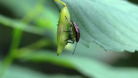 Black bug on seed pod view from below forest Stock Footage 79008527