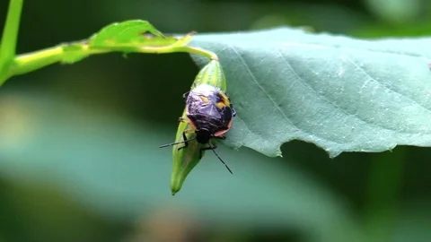 Black bug on seed pod view from below forest closeup Stock Footage 79008535