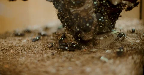 Black Bug With Two White Spots on It 스톡 동영상 104582793