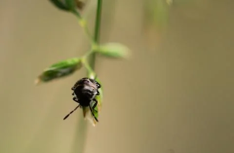 Black bug on weed Stock-Fotos