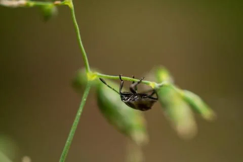 Black bug on weed Stock Photos