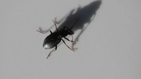 Black bug on a white background Stock Footage 199887324