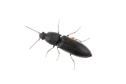 Black bug on a white background Stock Photos