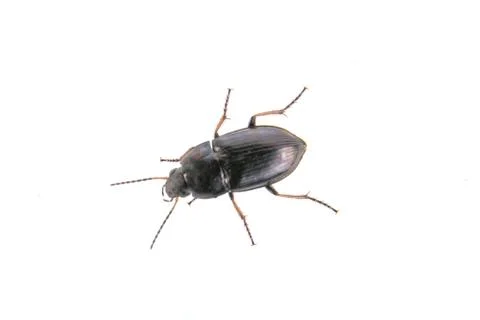 Black bug on a white background 스톡 사진