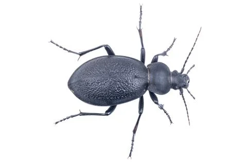 Black bug on a white background Foto stock