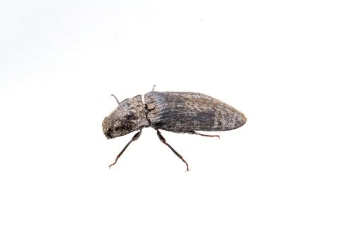 Black bug on a white background Foto stock