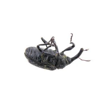 Black bug on a white background Foto stock
