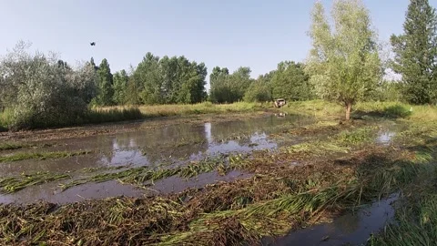 Black buggy ride through the swamp Stock Footage 159353605