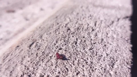Black bugs crawling on the cement floor in the morning Video stock 242381092