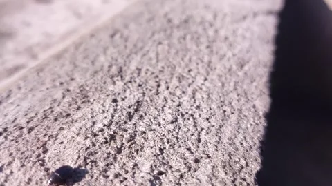Black bugs crawling on the cement floor in the morning Video stock 242381135