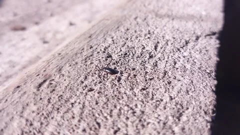 Black bugs crawling on the cement floor in the morning Video stock 242381148