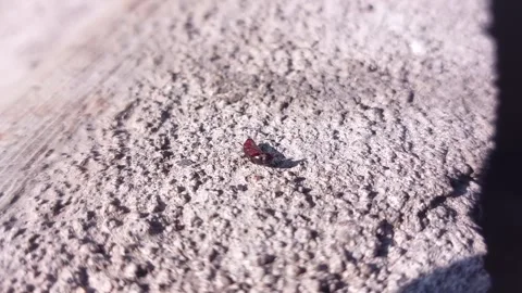 Black bugs crawling on the cement floor in the morning Video stock 242381158