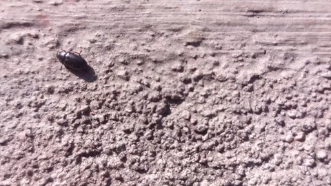 Black bugs crawling on the cement floor in the morning Stock Footage 242381385