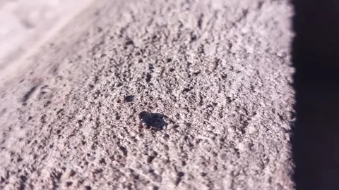 Black bugs crawling on the cement floor in the morning Video stock 242381386