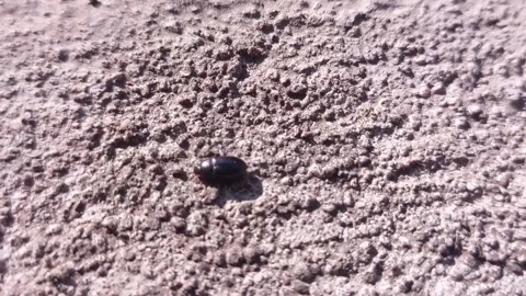 Black bugs crawling on the cement floor in the morning Video stock 242381934
