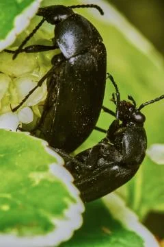 Black bugs on each other Stock Photos